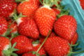 50  Allstar Strawberry Plants
