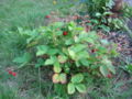 25  Earli Glow Strawberry Plants