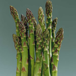 10 Millennium Asparagus Crowns