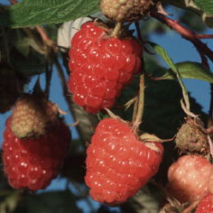 5 Nova Raspberry Plants