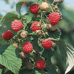 5 Heritage Raspberry Plants