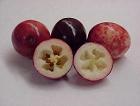 500 + stevens high bred variety Cranberry Seeds