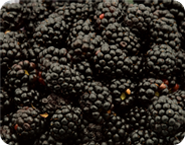 5 Natchez Blackberry Plants