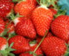 25  Allstar Strawberry Plants