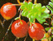 100 Stevens Cranberry Vines (Plants)