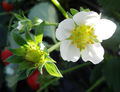 50 Evie-2 Strawberry Plants