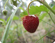 Strawberry Plants