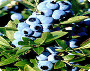 Blueberry Bushes