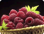 Raspberry Bushes