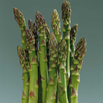 50 Mary Washington Asparagus Crowns