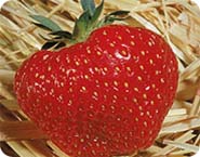 Honeoye Strawberry