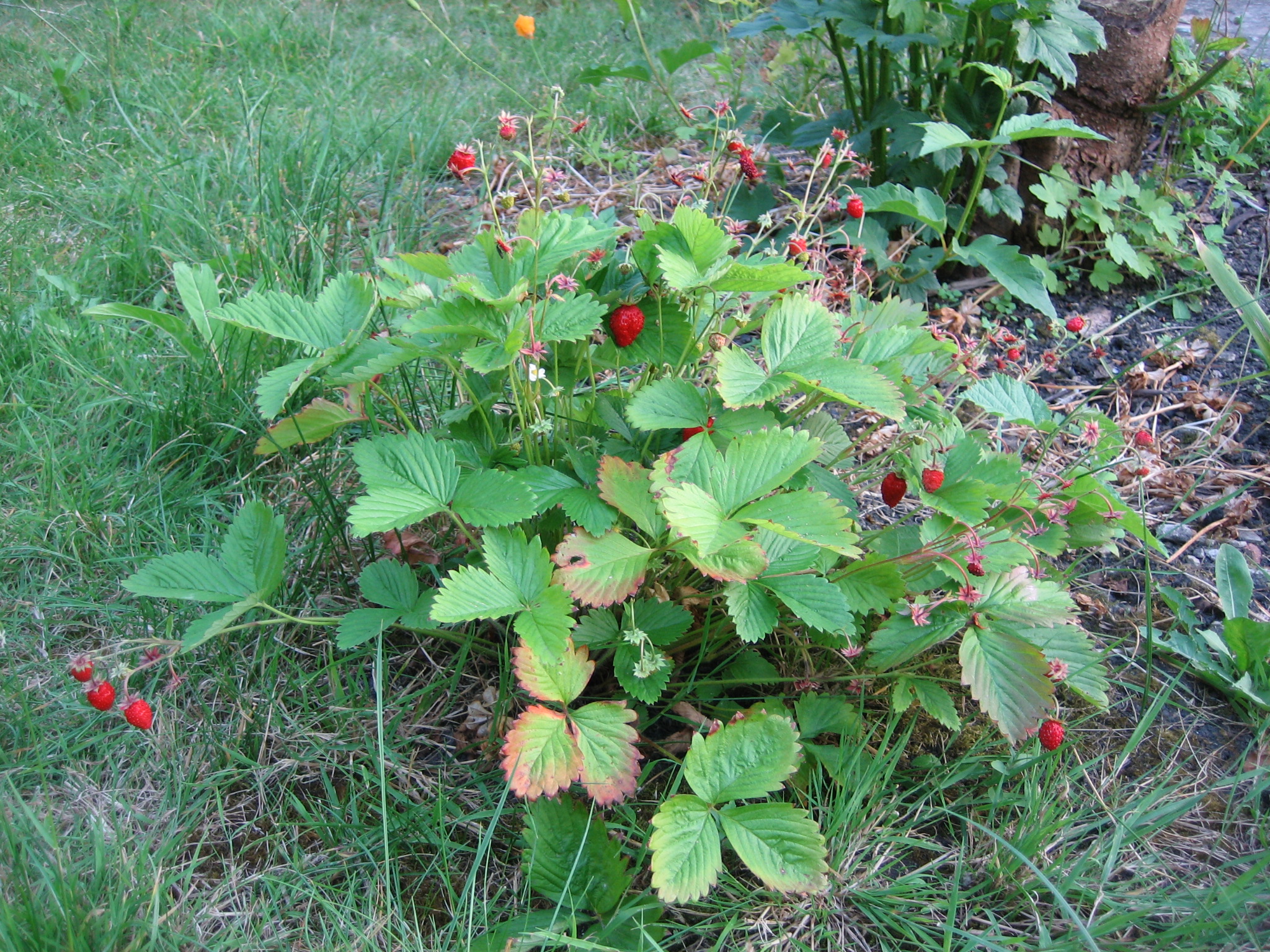 25  Allstar Strawberry Plants