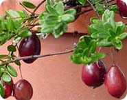 Cranberry Plants