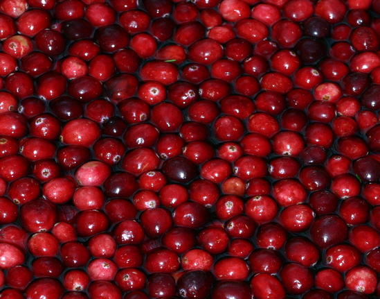 500 Ben Lear Cranberry Vines (Plants)