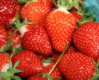 50 Earli Glow Strawberry Plants